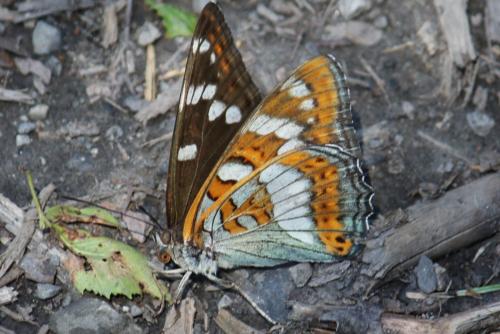 Réf. 212 968 : Limenitis populi